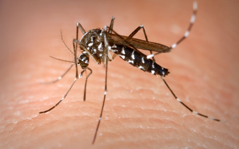 Diagnosis dan Tatalaksana Infeksi Dengue